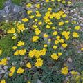 Wooly yarrow